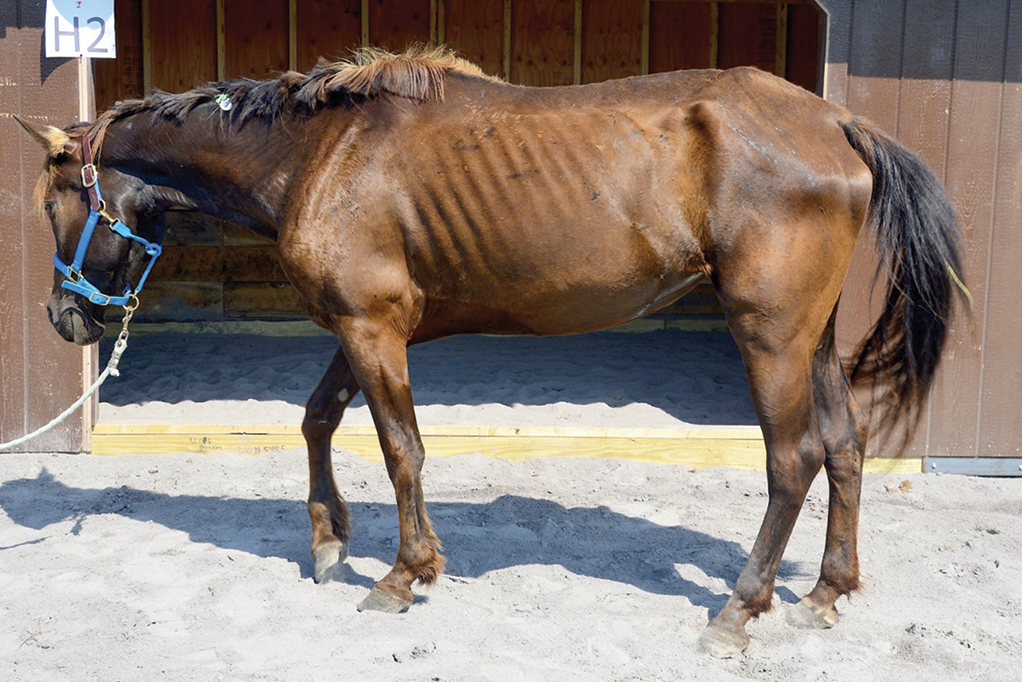 WEB Violetbefore (1)