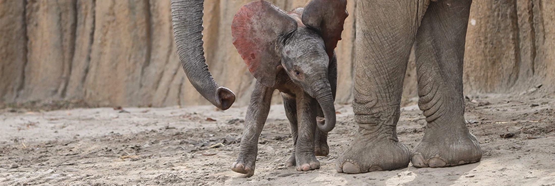 1 WEB Rough And Tough Tumbles Header