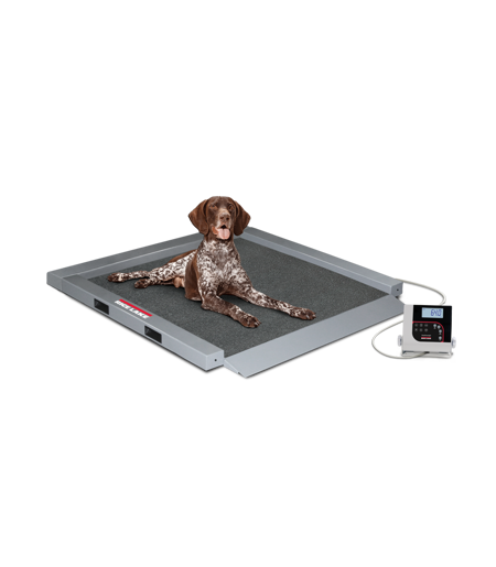 WEB SC VS32 Germanshorthair