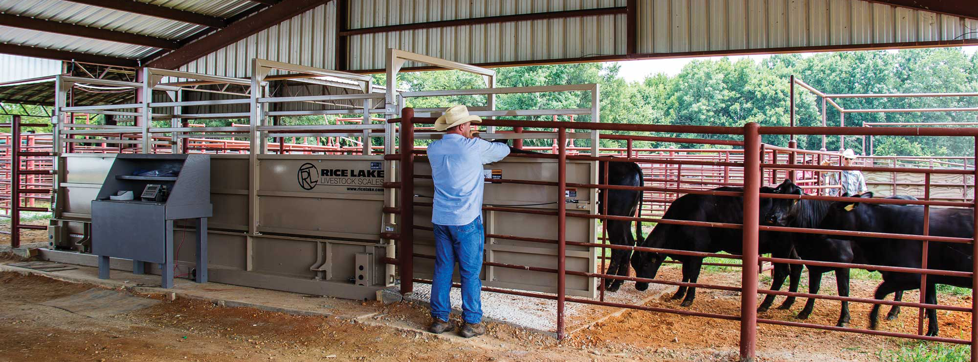 1 WEB Livestock Header Image