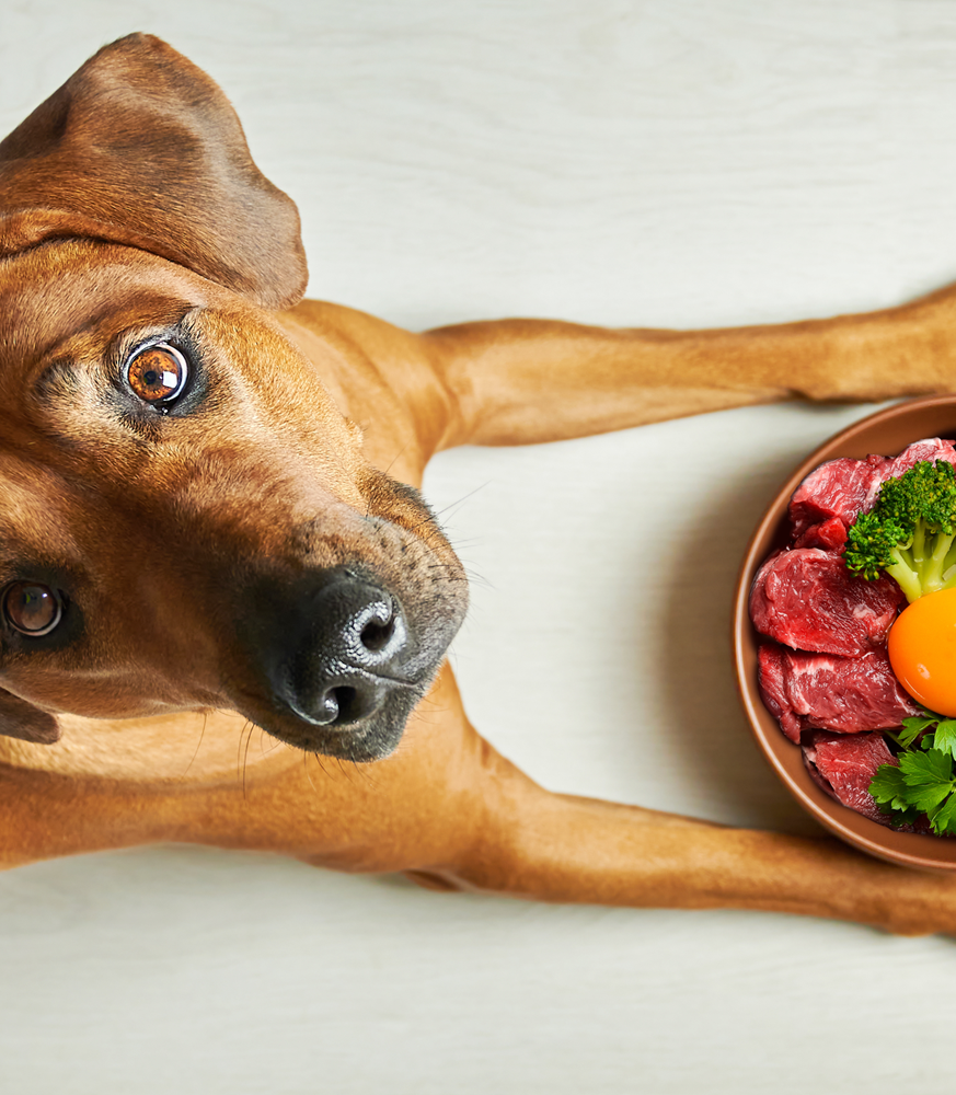 1 SC Web Petfoodsafety Image