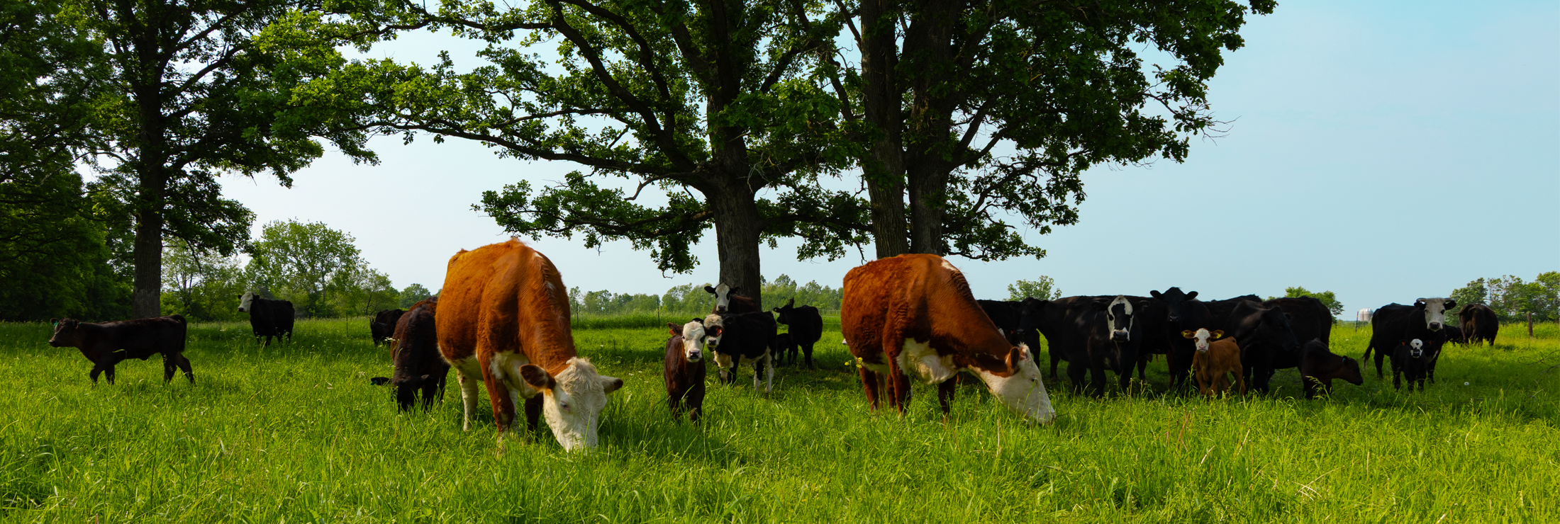 1 WEB Livestock Shrink Header