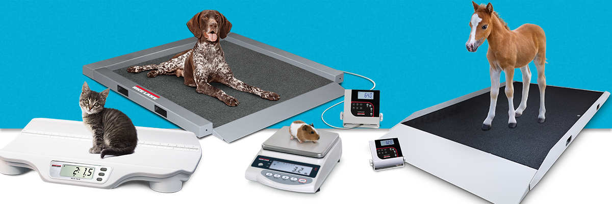 WEB ARTI Header Midvet Summer (1)