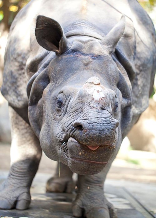 Fs Kingofzoo Rhino 2