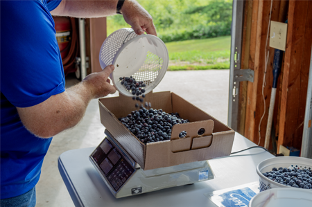 1 WEB Berryapplication Resources 450X300