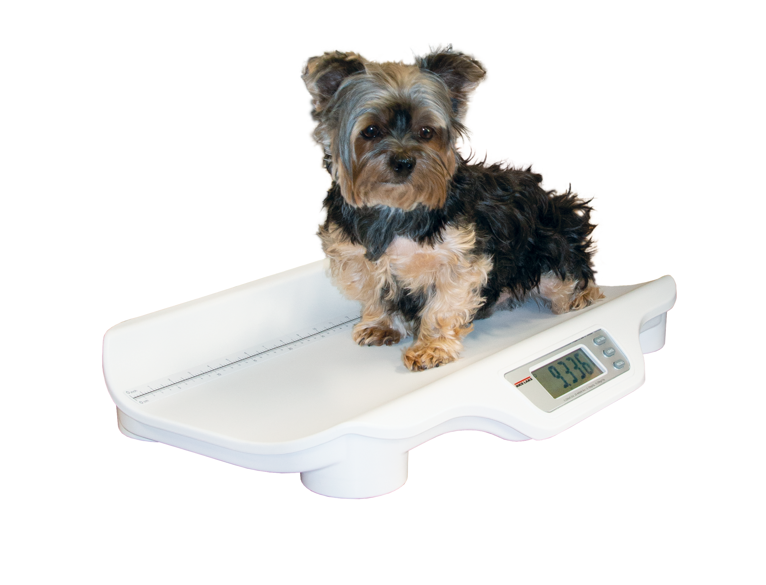 1 US Yorkie Babyscale Clippedout